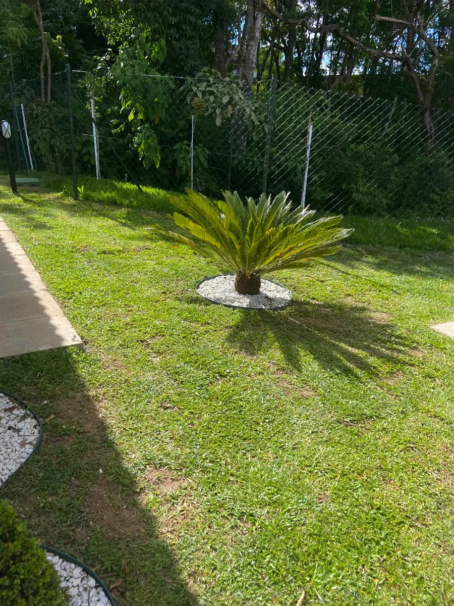 Planta ornamental em canteiro circular com pedras brancas e gramado.