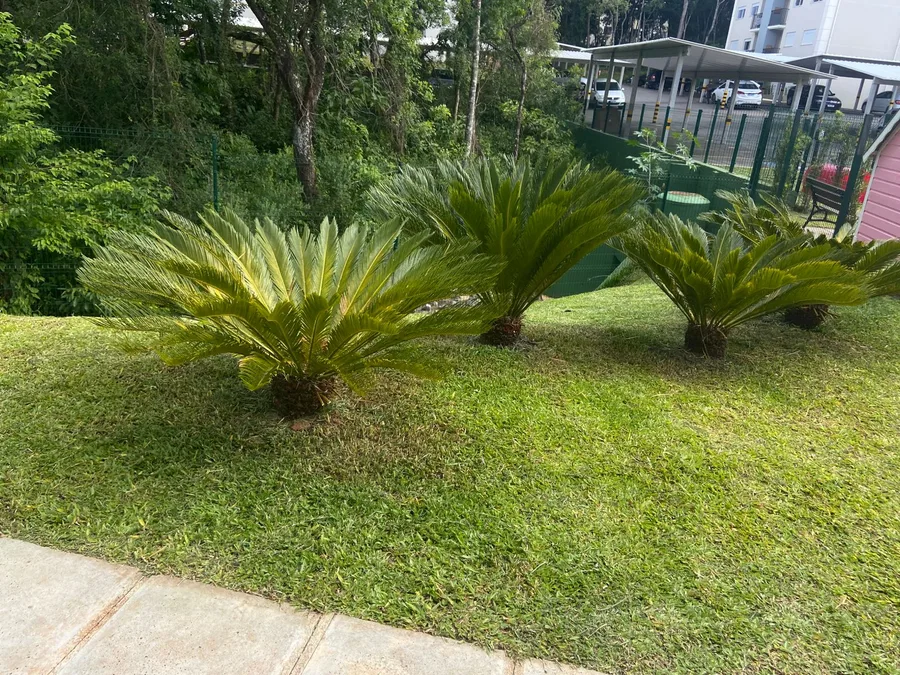 Plantas ornamentais e gramado nas áreas externas de um condomínio.